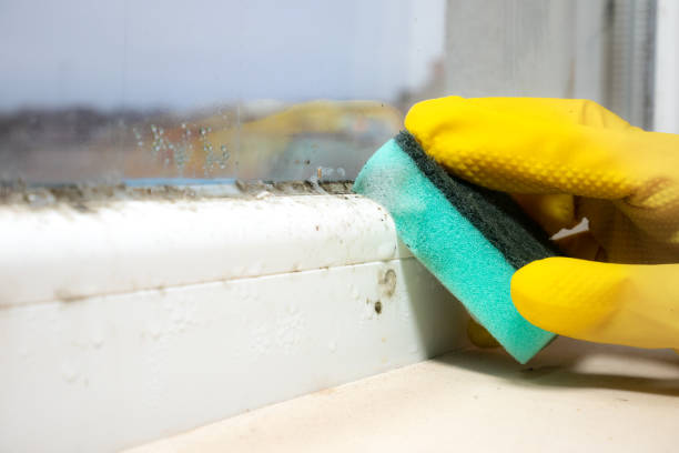 Best Basement Mold Remediation in Mcconnelsville, OH