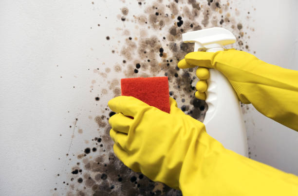 Best Commercial Mold Remediation in Mcconnelsville, OH