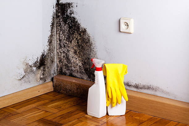 Best Post-Flood Mold Remediation in Mcconnelsville, OH