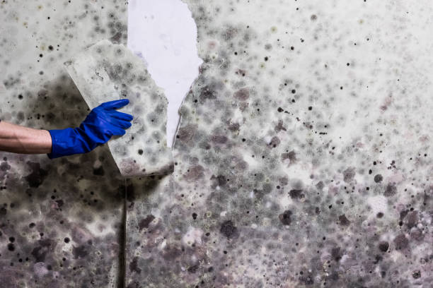 Best Insurance-Related Mold Remediation in Mcconnelsville, OH